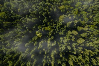 Aerial view of beautiful landscape with forest 