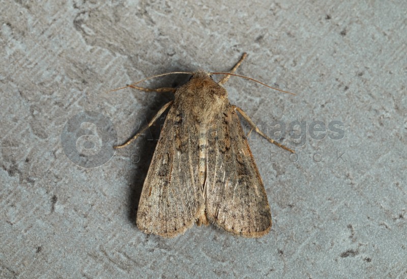 Photo of Paradrina clavipalpis moth on textured background, top view