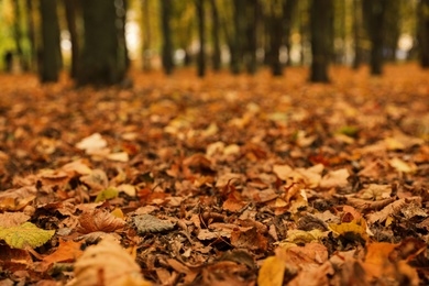 Dry leaves on ground in forest on autumn day