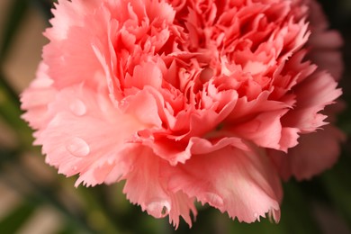 Photo of Tender carnation flower with water drops growing on blurred background, closeup