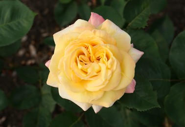 Photo of Beautiful blooming yellow rose outdoors, closeup view