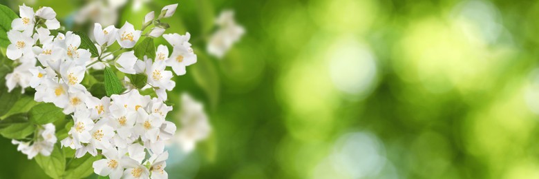 Beautiful white flowers of jasmine plant outdoors on sunny day, banner design. Bokeh effect 
