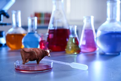 Small cow in Petri dish on laboratory table. Cultured meat concept