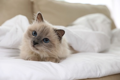 Adorable Birman cat under blanket at home