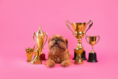 Cute Brussels Griffon dog with champion trophies on pink background