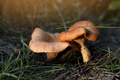 Fresh wild mushrooms growing in forest, closeup view