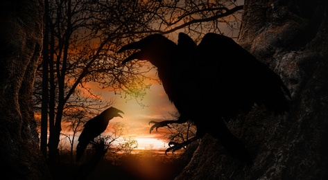 Image of Black crows croaking in forest at sunset. Fantasy world