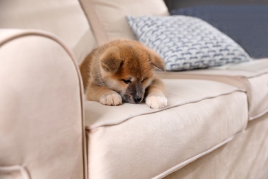 Photo of Adorable Akita Inu puppy on beige sofa