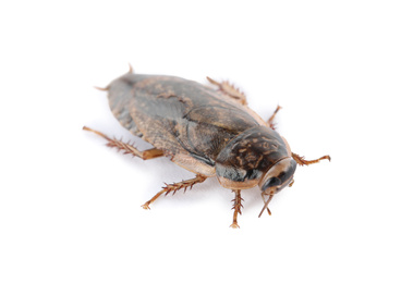 Brown cockroach isolated on white. Pest control