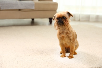 Portrait of funny Brussels Griffon dog on carpet at home. Space for text