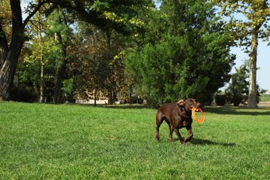 Cute German Shorthaired Pointer dog playing with flying disk in park