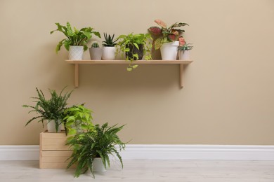 Room decorated with many different green houseplants