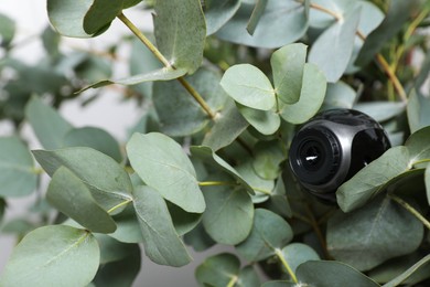 Small camera hidden in green houseplant foliage, closeup