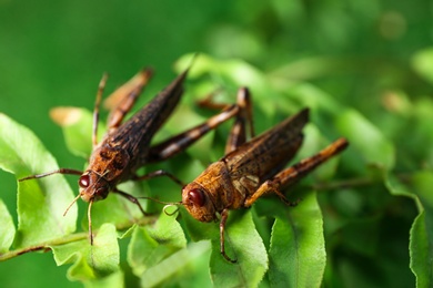 Brown grasshoppers on tree branch in garden