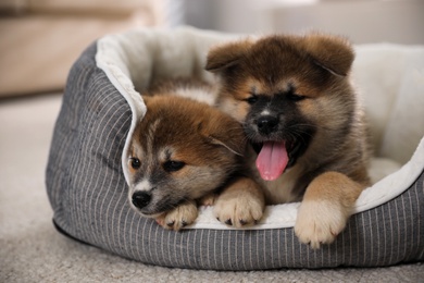 Adorable Akita Inu puppies in dog bed indoors