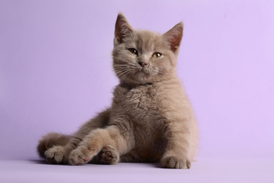 Scottish straight baby cat on pale violet background