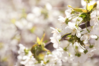 Closeup view of beautiful blossoming tree on sunny spring day outdoors