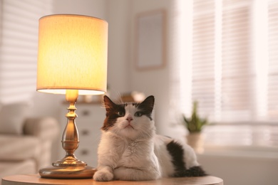 Cute cat lying on table near lamp at home