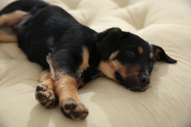 Photo of Cute little puppy lying on soft pillow
