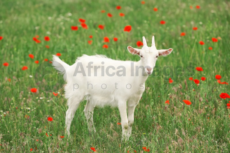 Photo of Cute white goat in field. Animal husbandry