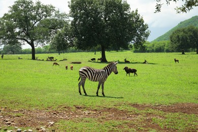 Beautiful zebra and different animals in safari park