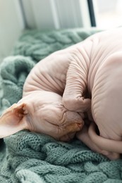 Cute Sphynx cat sleeping on soft blanket at home, closeup. Lovely pet