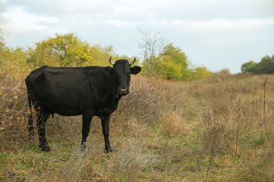 Black cow grazing on pasture. Farm animal