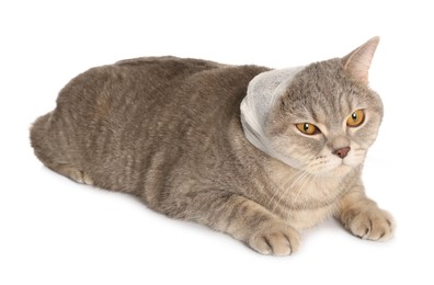 Cute scottish straight cat with bandage on ear against white background