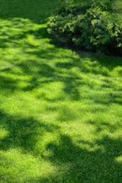 Photo of Lawn with bright green grass and shrub on sunny day
