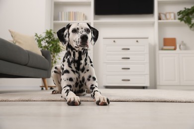 Photo of Adorable Dalmatian dog lying on rug indoors