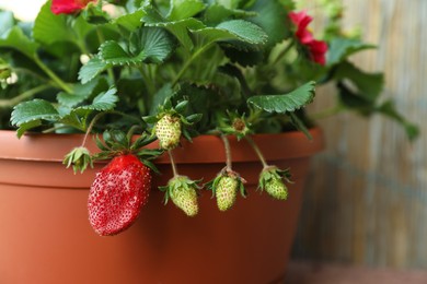 Beautiful strawberry plant with ripe and unripe fruits in pot, closeup