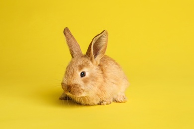 Adorable furry Easter bunny on color background