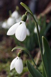 Photo of Beautiful white blooming snowdrops growing outdoors, closeup