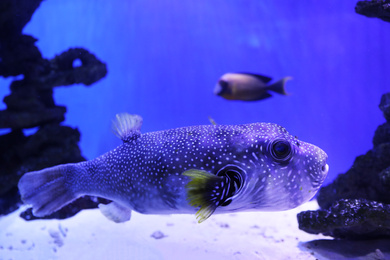 Beautiful pufferfish swimming in clear aquarium water