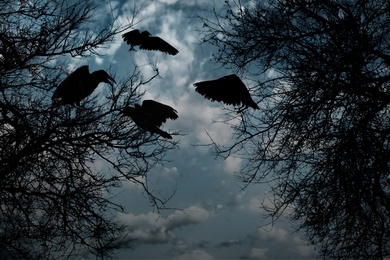 Image of Black crows in forest in evening. Fantasy world
