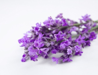 Beautiful blooming lavender flowers on white background