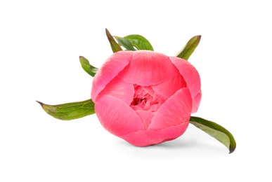 Beautiful pink peony bud isolated on white