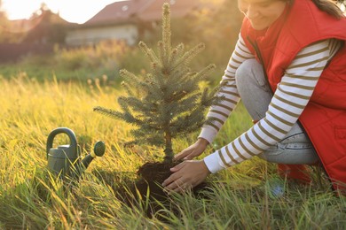 Photo of Woman planting conifer tree in countryside on sunny day, closeup