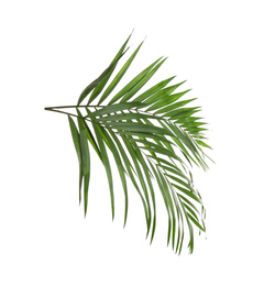 Fresh green tropical leaves on white background