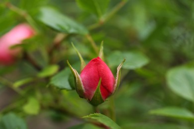 Beautiful pink rose bud in garden, closeup