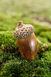 Photo of One acorn on green moss outdoors, closeup