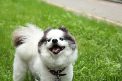 Cute fluffy Pomeranian dog walking in park, space for text
