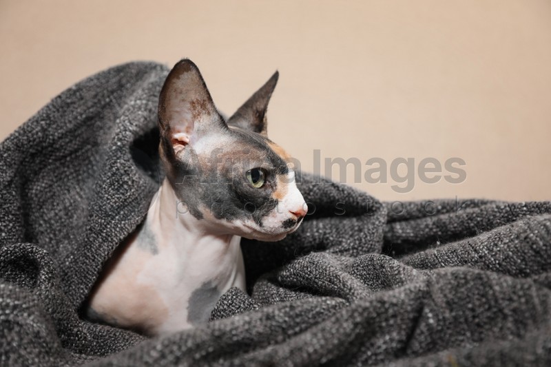 Photo of Cute sphynx cat covered with plaid on sofa. Friendly pet