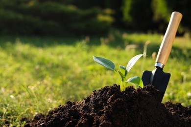 Photo of Young tree seedling and shovel growing in fertile soil outdoors, space for text