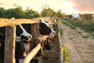 Photo of Pretty cows near fence on farm. Animal husbandry