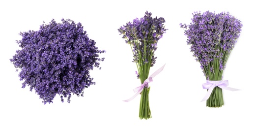 Set of lavender flowers on white background. Banner design 