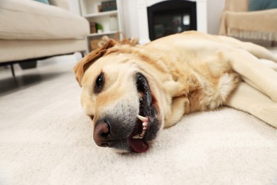 Photo of Cute Golden Labrador Retriever on floor in room, closeup