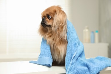 Photo of Cute Pekingese dog with towel in bathroom. Pet hygiene