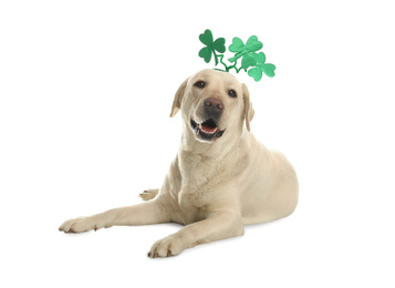 Labrador retriever with clover leaves headband on white background. St. Patrick's day