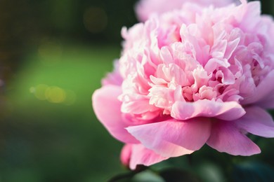 Beautiful fragrant pink peony flower outdoors, closeup. Space for text